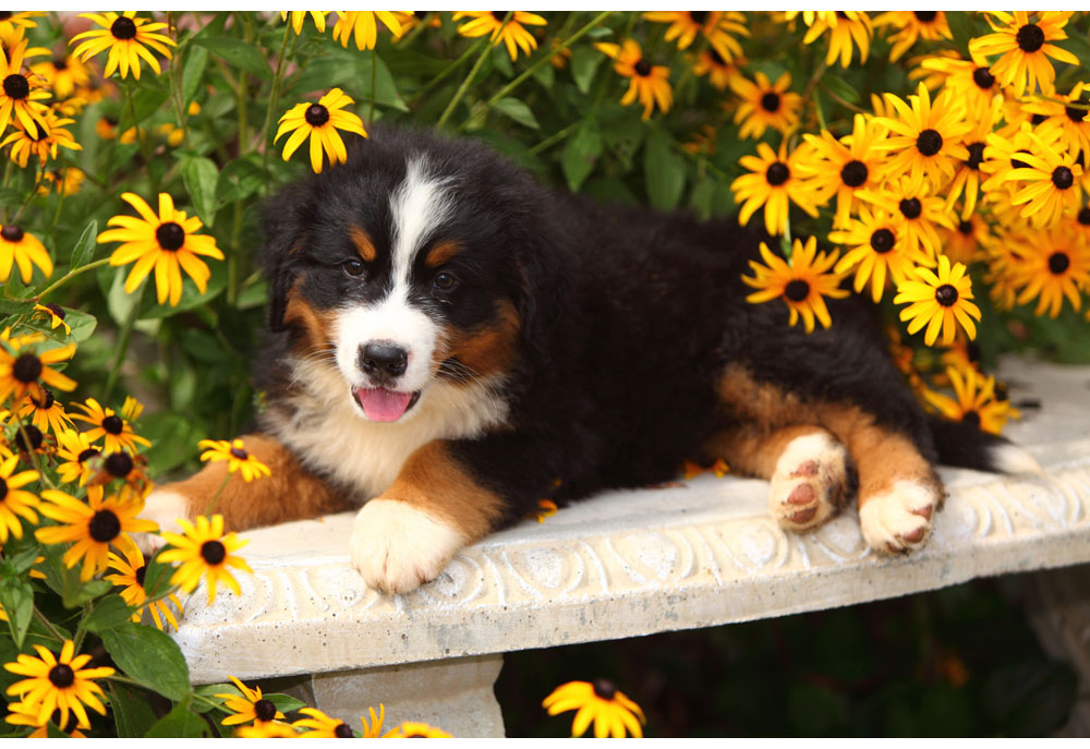 Bernese Mountain Dog Puppy in Yellow Flowers | Dog Pictures Images
