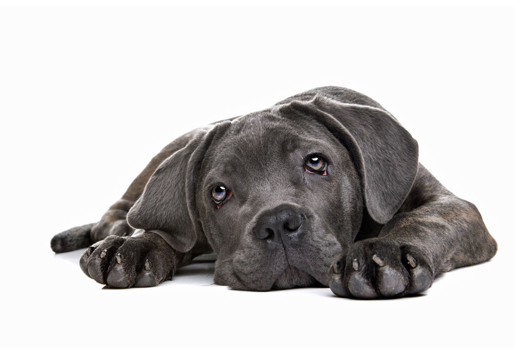 Cane Corso Puppy Dog Studio Photography | Stock Dog Pictures Images