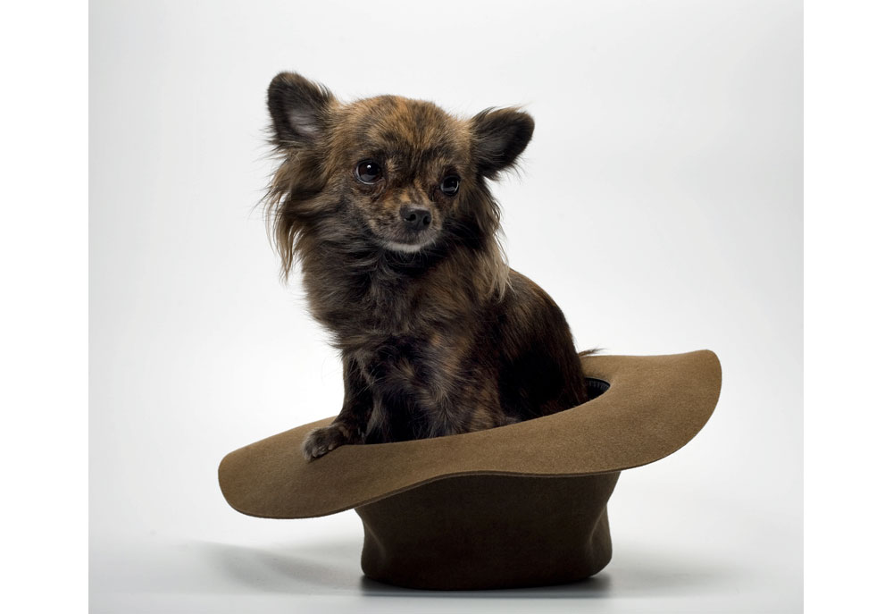 Picture of Chihuahua Dog Sitting in Hat | Chihuahua Dog Photography