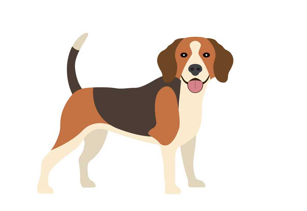 Beagle Dog Clip Art Isolated on White Background | Dog Clip Art Pictures and Images