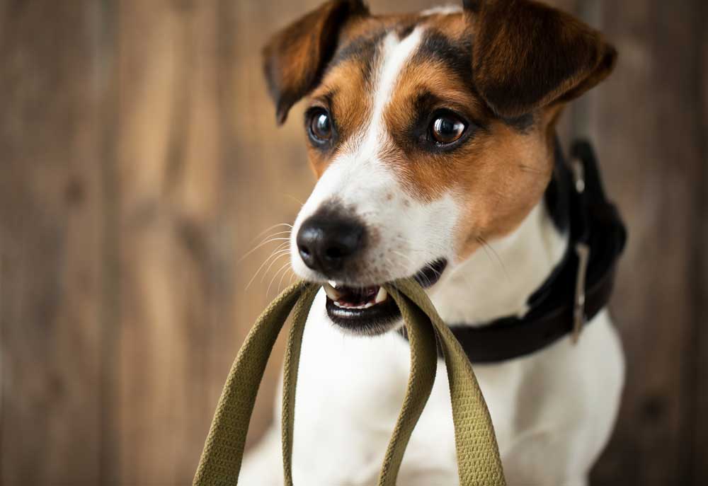 Closeup of Terrier Dog Holding Leash in Mouth | Dog Photography