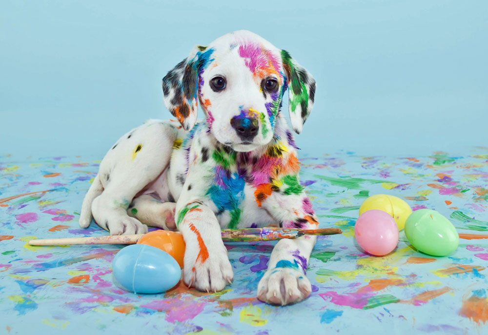 Picture of Colorful Cute Dalmatian Puppy Dog with Easter Eggs | Dog Photography
