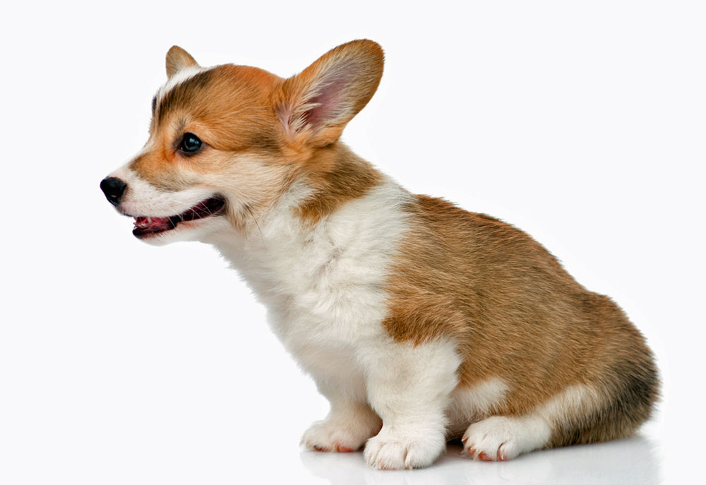 Cute Corgi Puppy Dog Studio Photography | Stock Dog Pictures Images