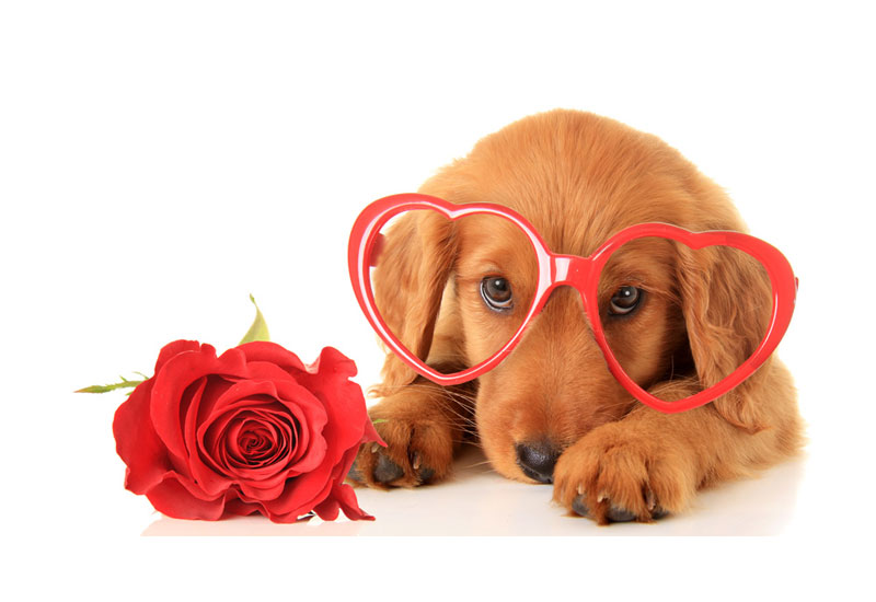 Valentine Day Irish Setter Puppy with Rose and Heart Shaped Glasses