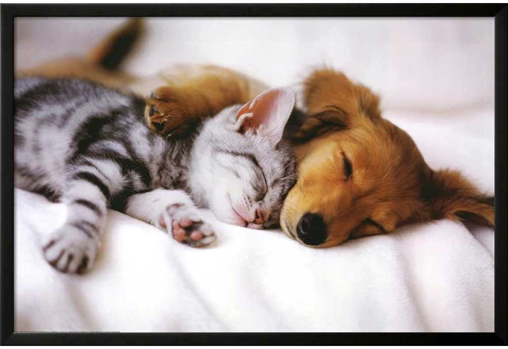 Cute Puppy and Kitten Sleeping | Dog Poster Prints