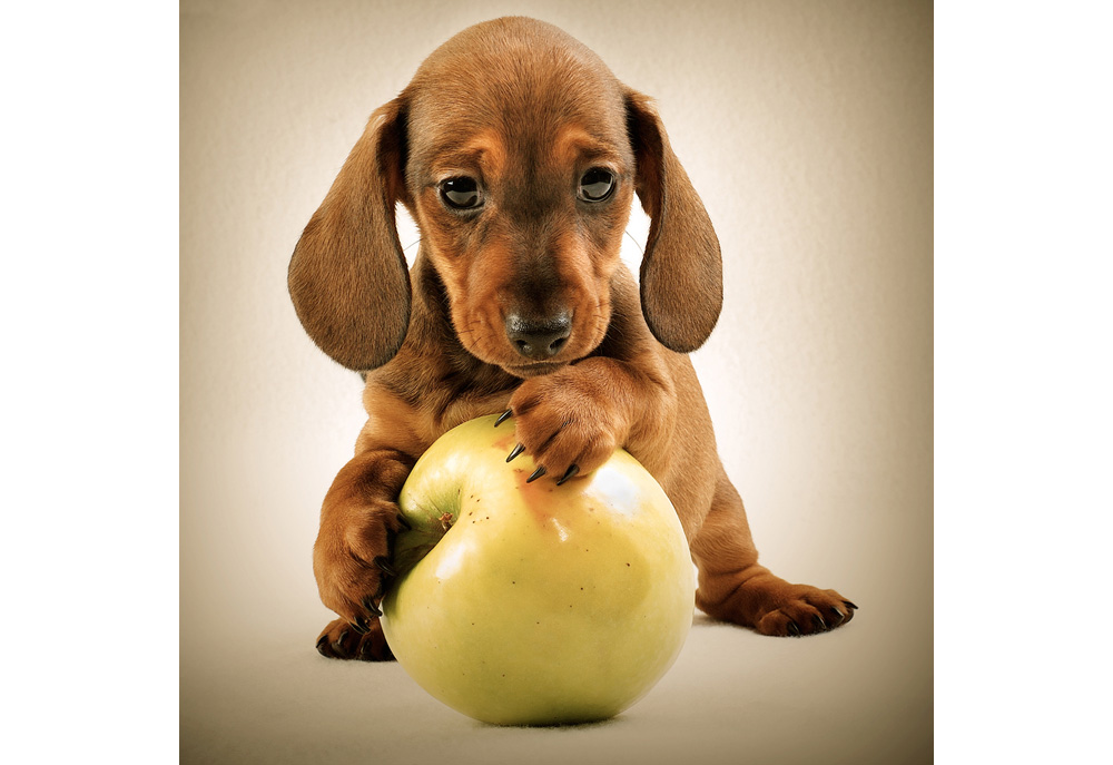 Picture of Dachshund Puppy Dog with Apple | Studio Photography