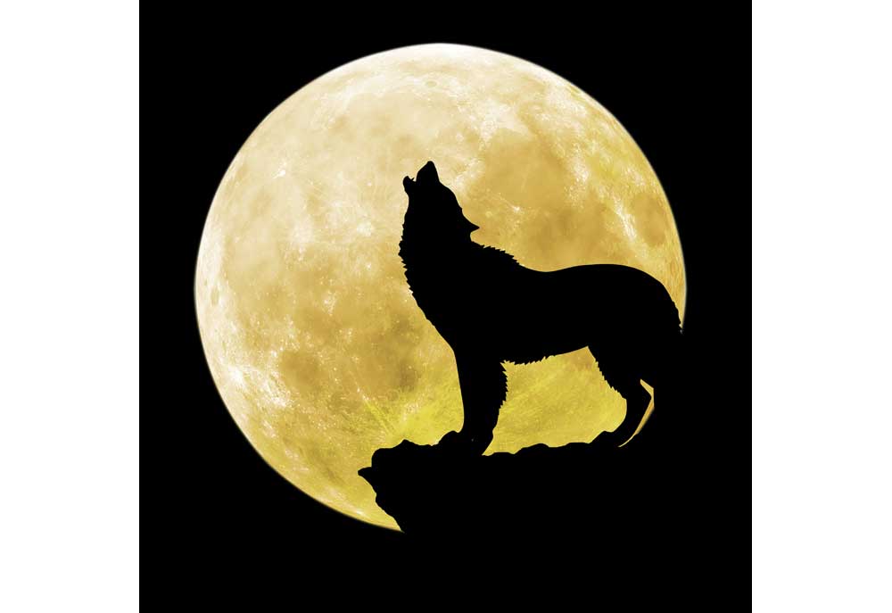 Wolf Stands on Rocky Ledge Howling in Front of Full Moon | Wolf Clip Art Pictures