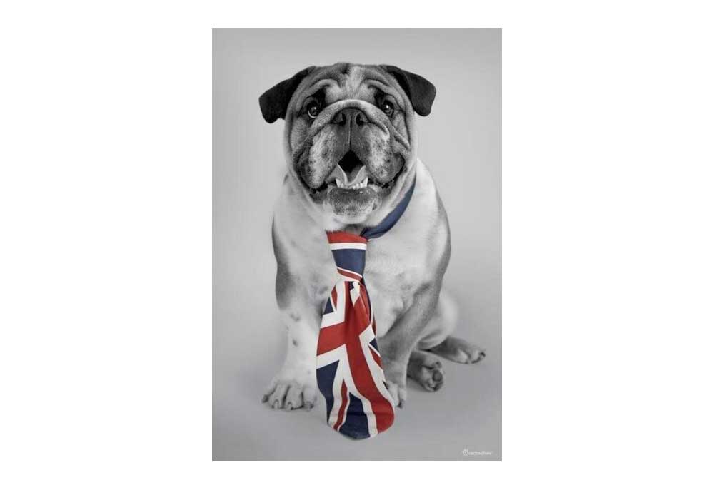 Patriotic British Bulldog Poster by Rachael Hale | Dog Posters and Prints