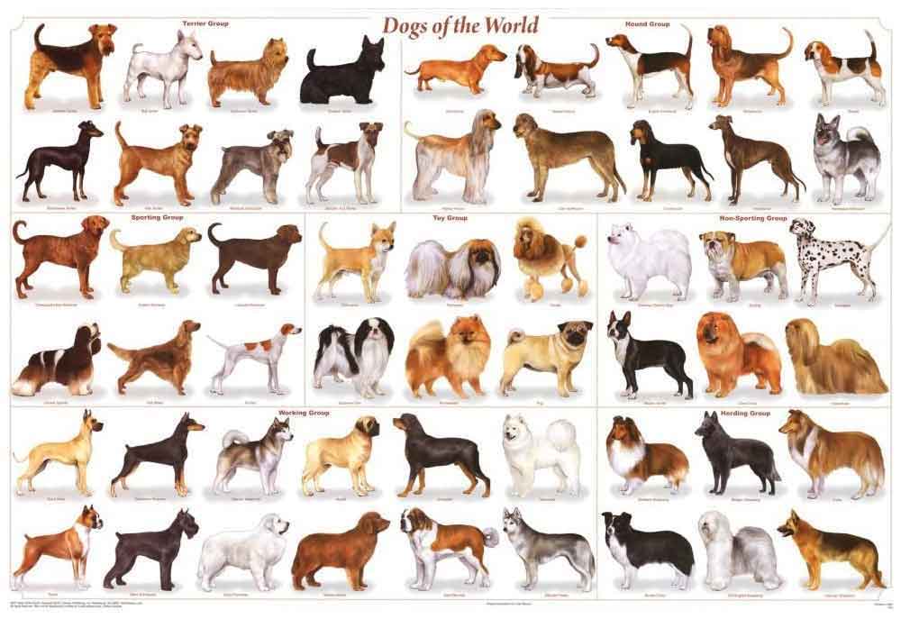 Dogs of the World Science Chart Wall Poster | Dog Posters and Prints