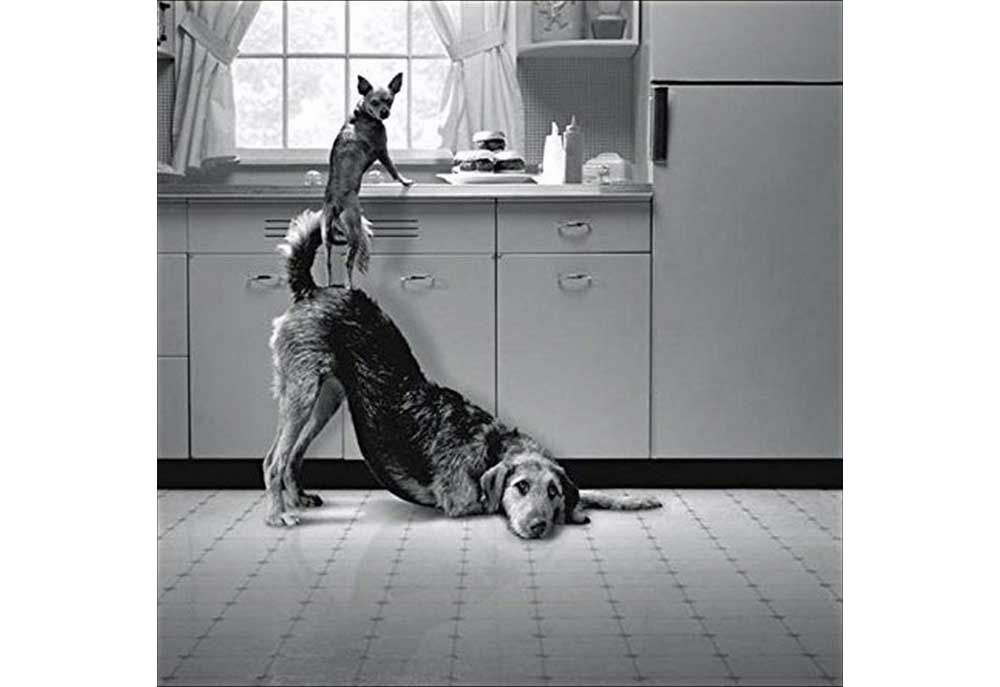 Dog Poster Print by Howard Berman 'Busted' | Posters of Dogs
