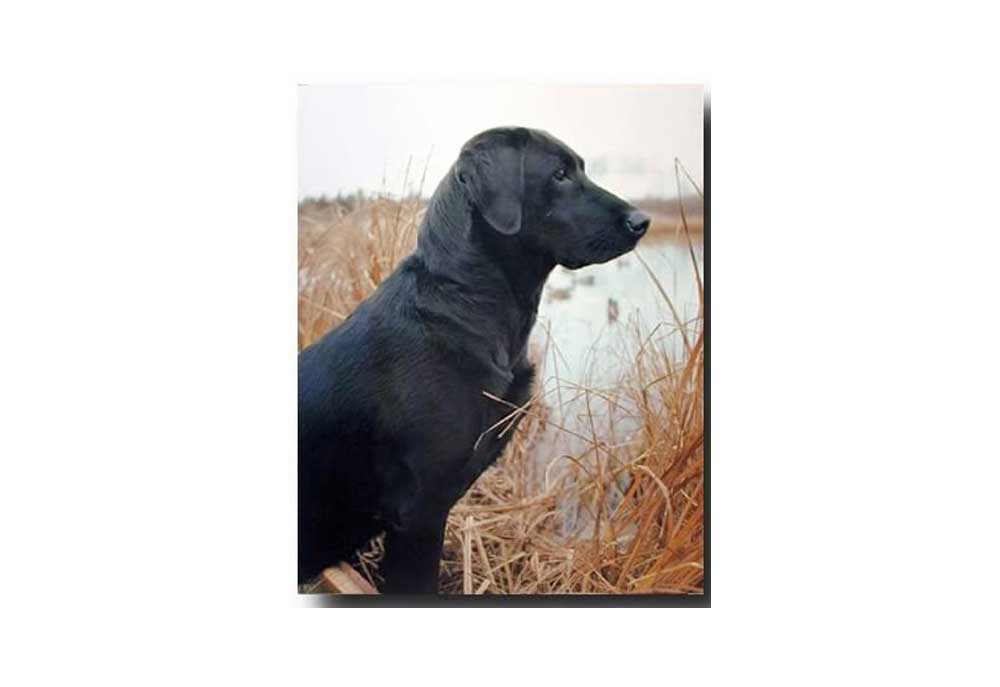 Dog Poster Hunting Black Labrador Dog | Dog Posters Art Prints