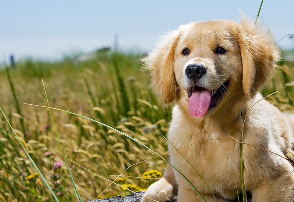 A Golden Retriever Puppy Dog in Field on Sunny Day | Dog Pictures Images