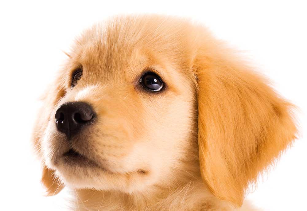 Picture of Face of Golden Retriever Puppy on White Background | Golden Dog Photography