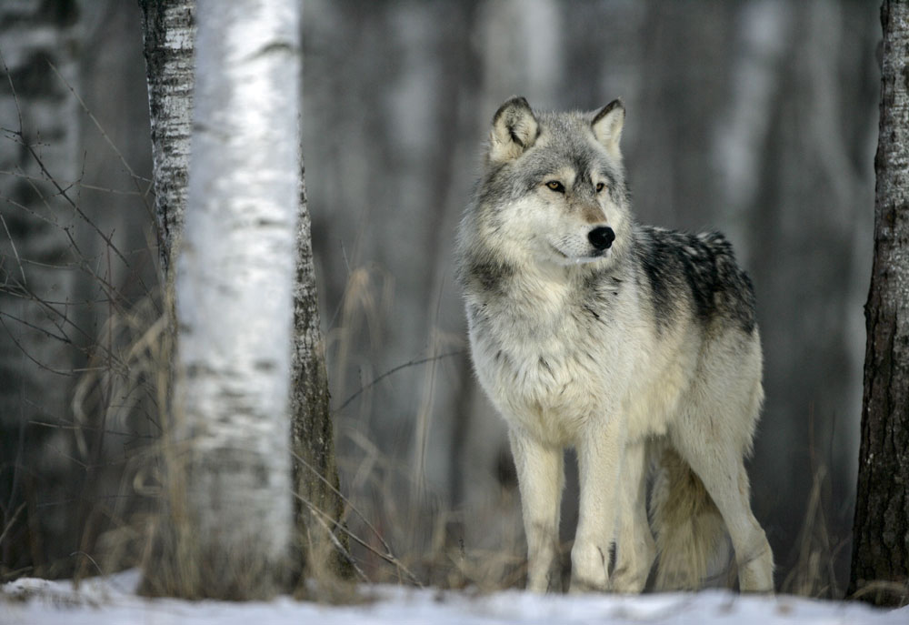 Picture of Grey Wolf in the Woods | Grey Wolf Photography