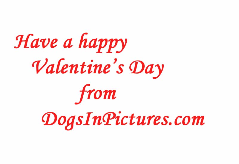 Happy Valentine's Day from DogsInPictures.com
