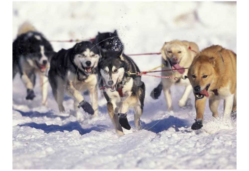 Poster of Dog Sled Team Racing Iditarod Anchorage Alaska | Dog Posters and Prints