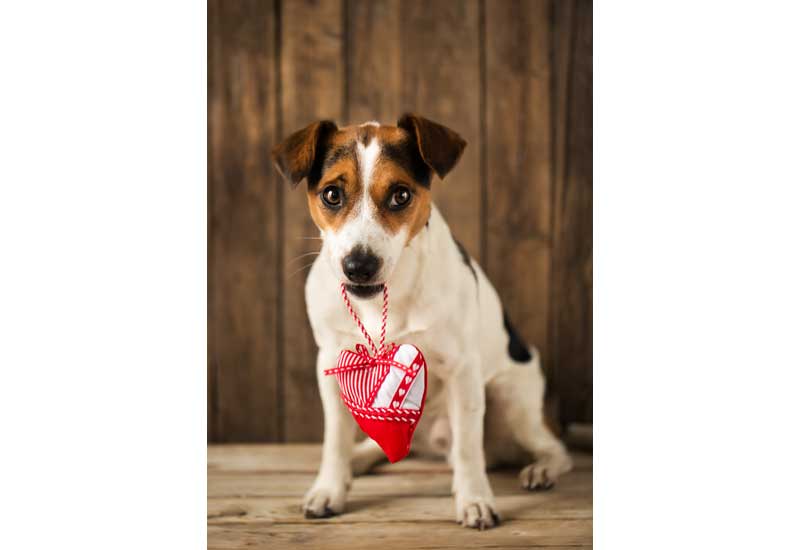 Jack Russell Terrier Holding Heart Shaped Toy