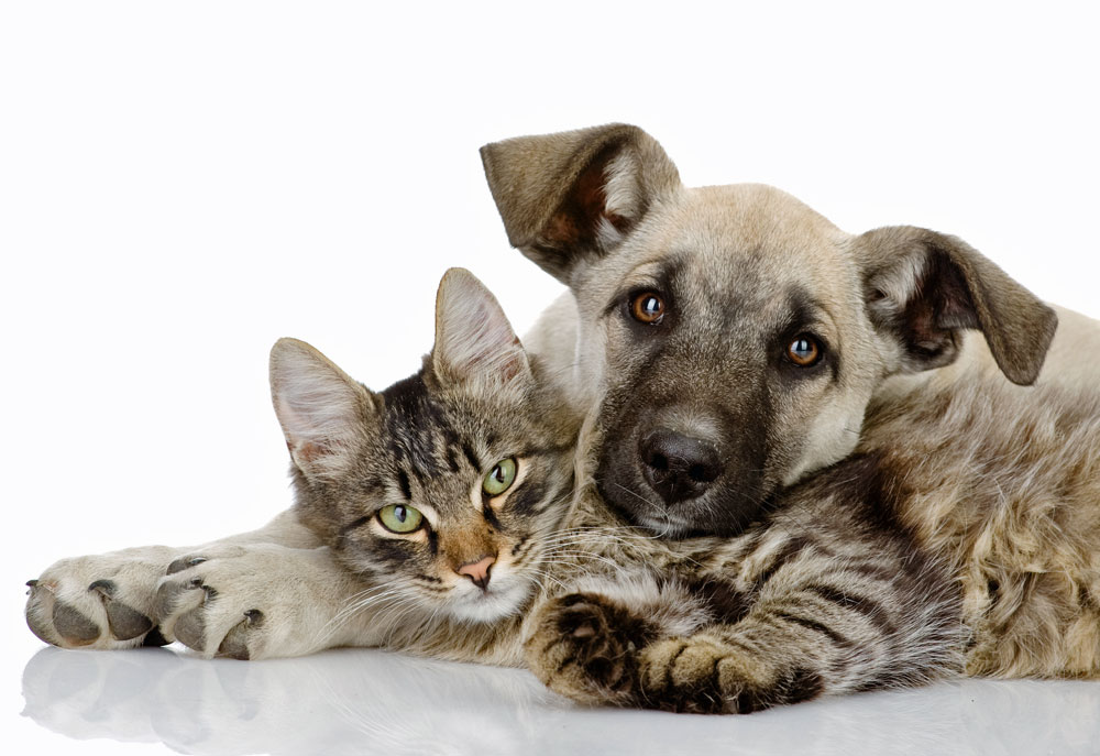 Picture of Shepherd Puppy Dog and Tabby Kitten | Dog Photography