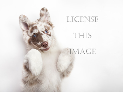 License Pictures of Dogs - Australian Shepherd
