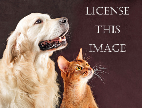 License Pictures of Dogs - Dogs and Cat Studio Photography