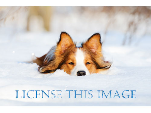 License Pictures of Dogs - Collie Dog in Deep Snow