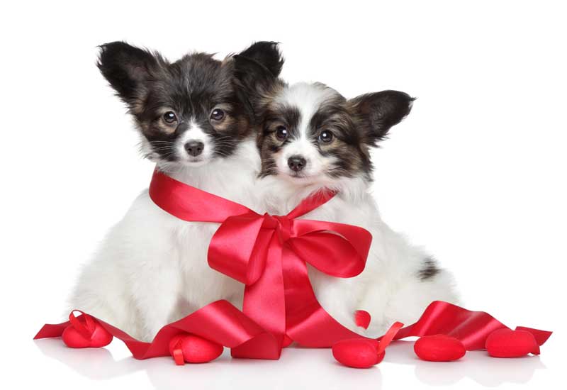 Two Papillon Puppy Dogs with Red Ribbon and Hearts