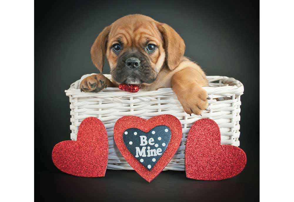 Valentine's Day Bulldog Puppy with Hearts | Stock Pictures Images