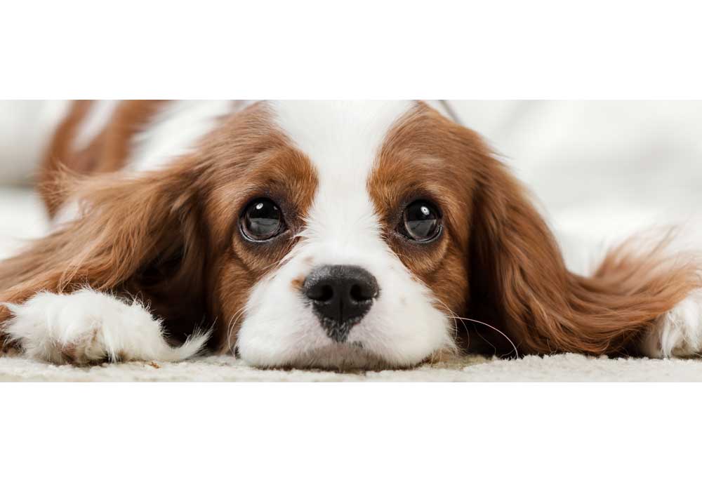 Closeup Photography of Cavalier King Charles Spaniel | Stock Dog Pictures Images