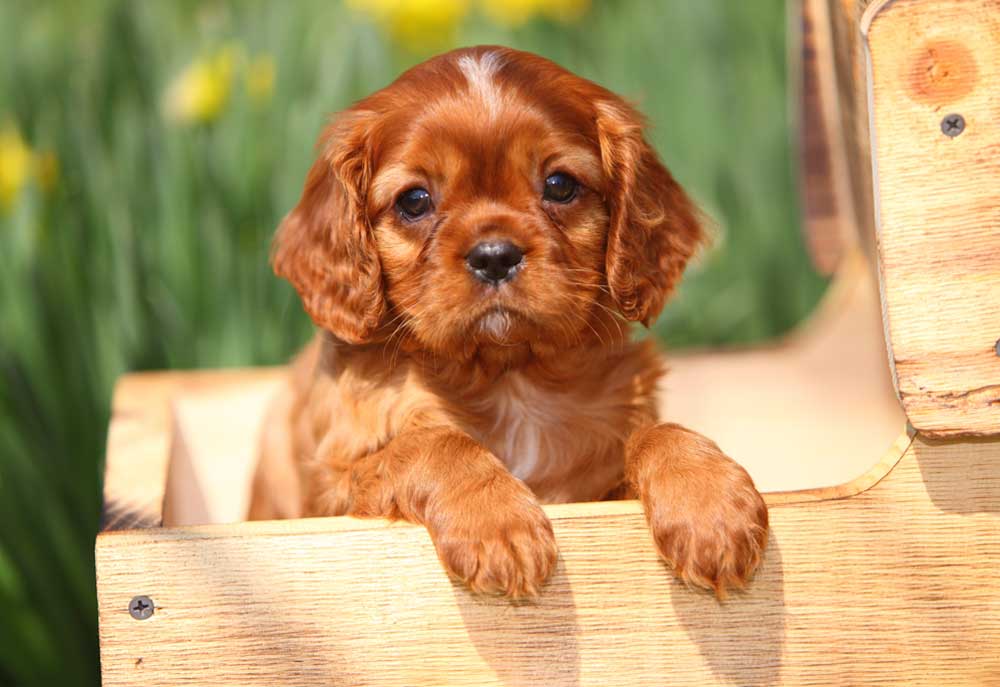 Stock Photography of Cavalier King Charles Spaniel Puppy