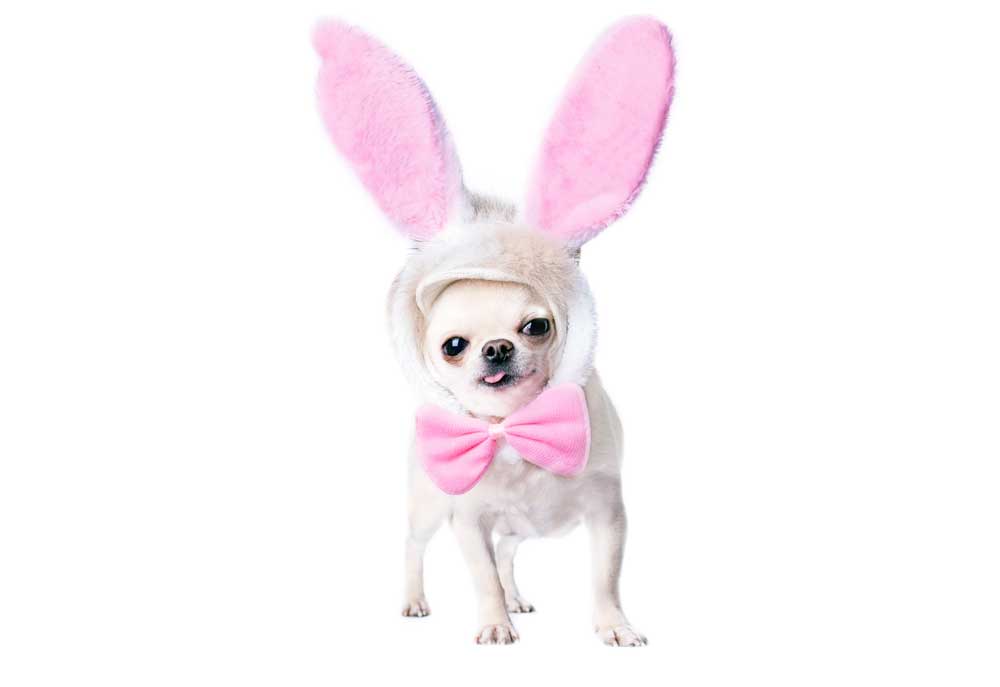 Picture of Chihuahua Dog Wearing Rabbit Ears | Dog Studio Photography