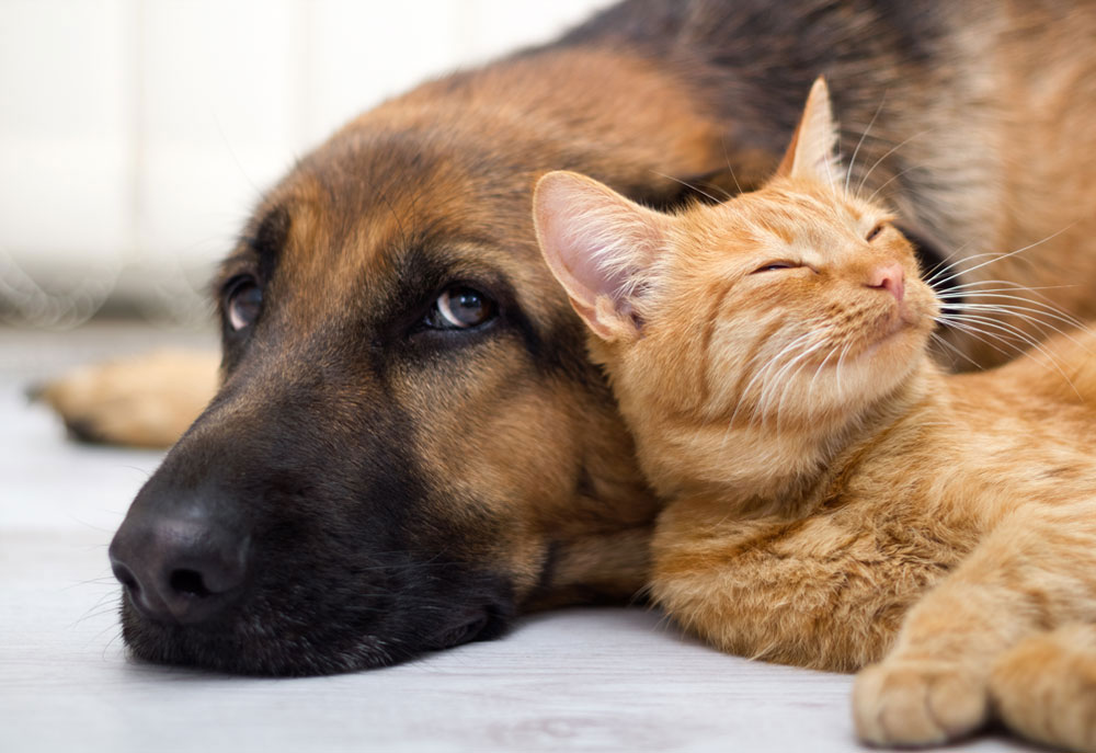 Photography of Dog and Cat Closeup