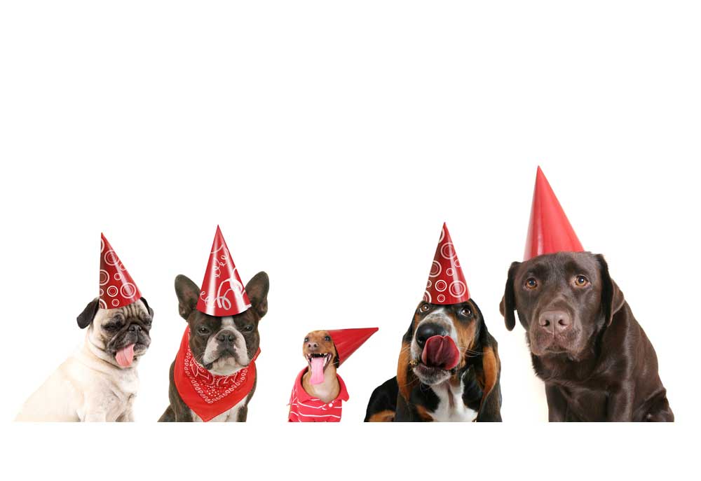 Picture of Five Dogs with Pary Hats On | Dog Photography