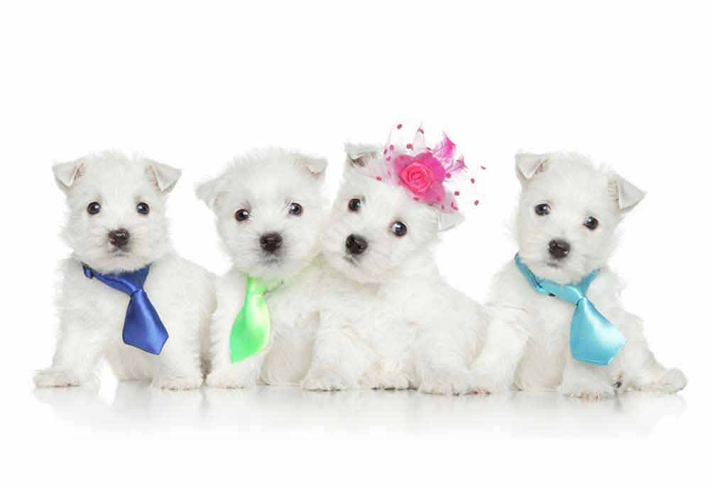 Picture of Four West Highland Terrier Puppies | Dog Photography