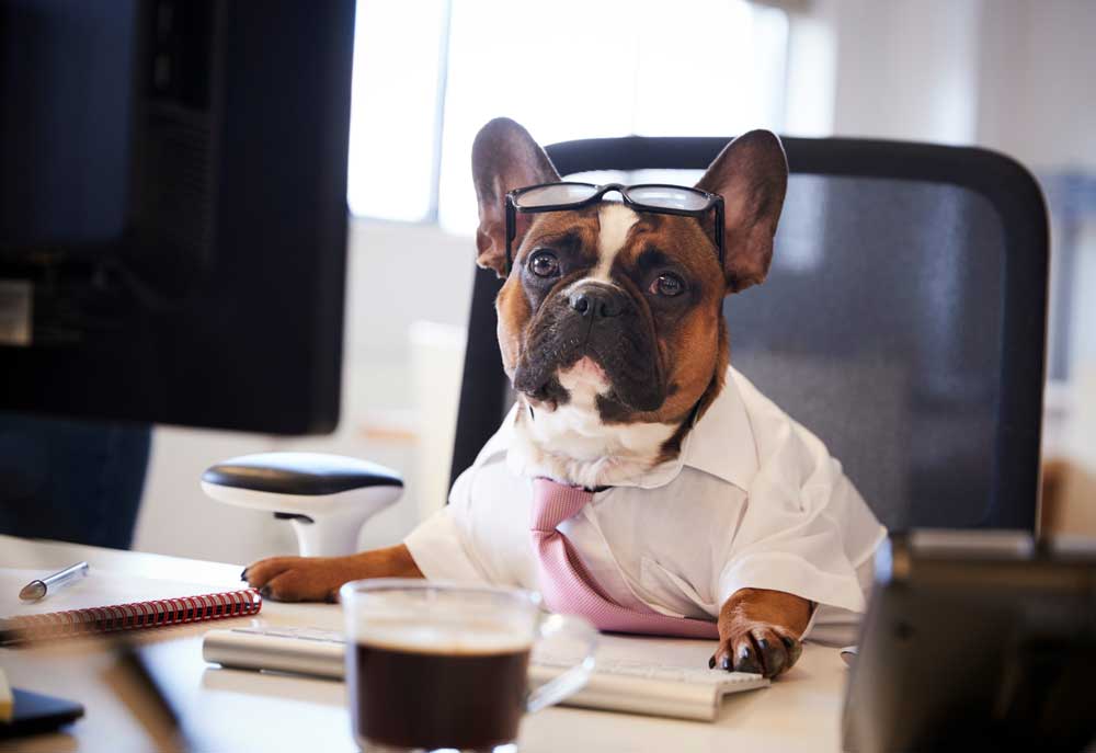 Funny Picture of French Bulldog Working at Desk | Dog Photography Pictures and Images