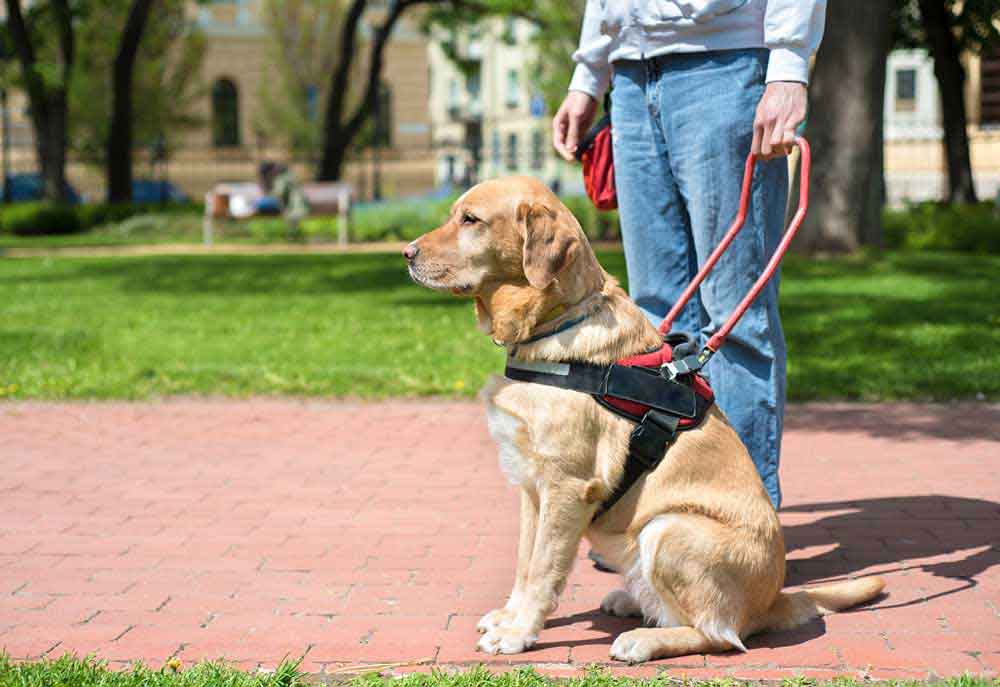 A Guide Dog in Harness with Person | Dog Photography and Pictures