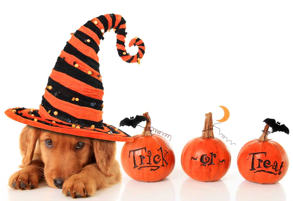 Picture of Halloween Irish Setter Puppy Dog | Dog Photography