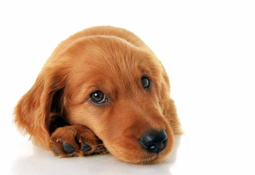 Picture of Irish Setter Puppy Closeup Isolated on White | Dog Photography Pictures