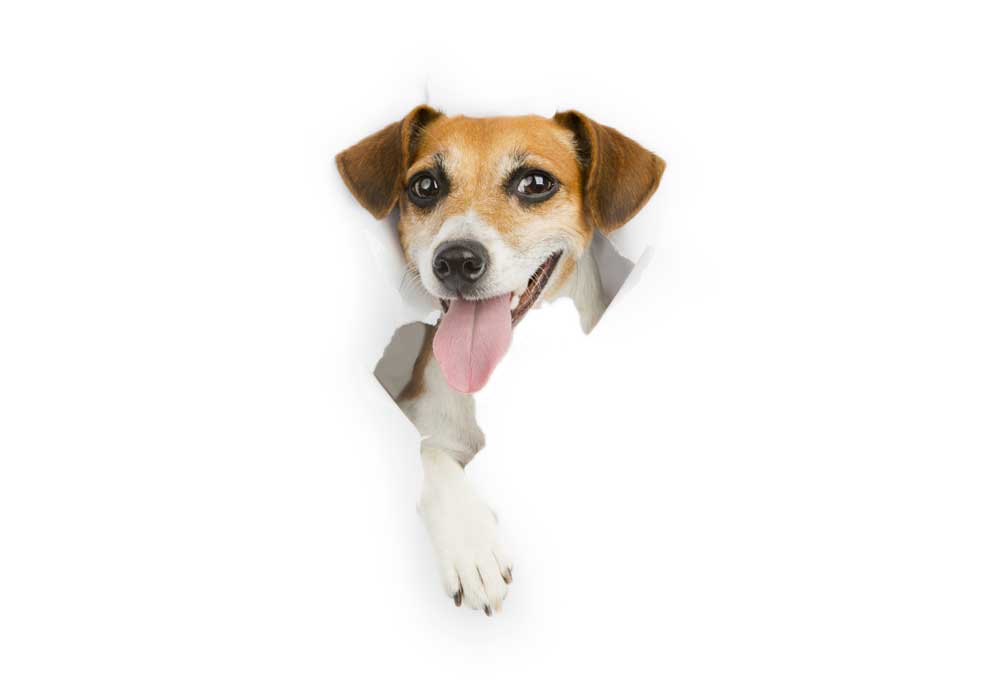 Picture of Jack Russell Terrier Cameo | Dog Photography
