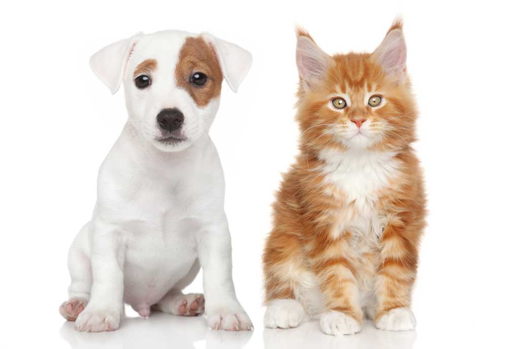 Jack Russell Terrier Puppy with Orange Kitten | Dog Pictures and Photography