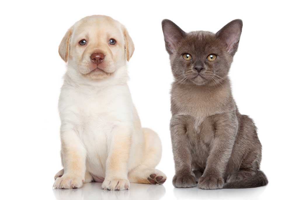 Yellow Labrador Puppy with Gray Kitten | Dog Pictures and Photography
