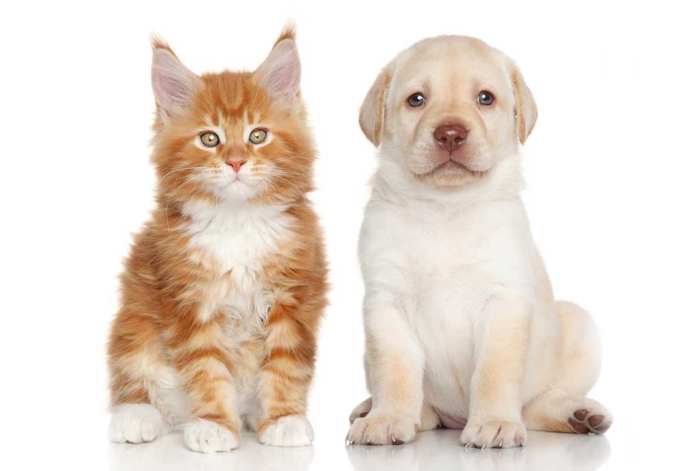 Labrador Puppy with Orange Kitten Isolated on White Background | Dog Photography Images
