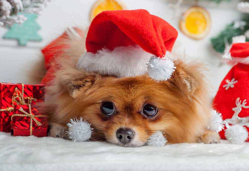 A Pomeranian Puppy Dog in Santa Hat at Christmas Time | Dog Pictures Images