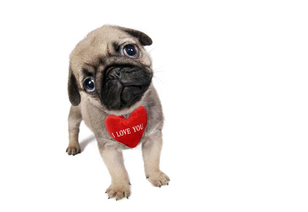 Picture of Pug Puppy Wearing 'I Love You' Heart | Dog and Puppy Photography