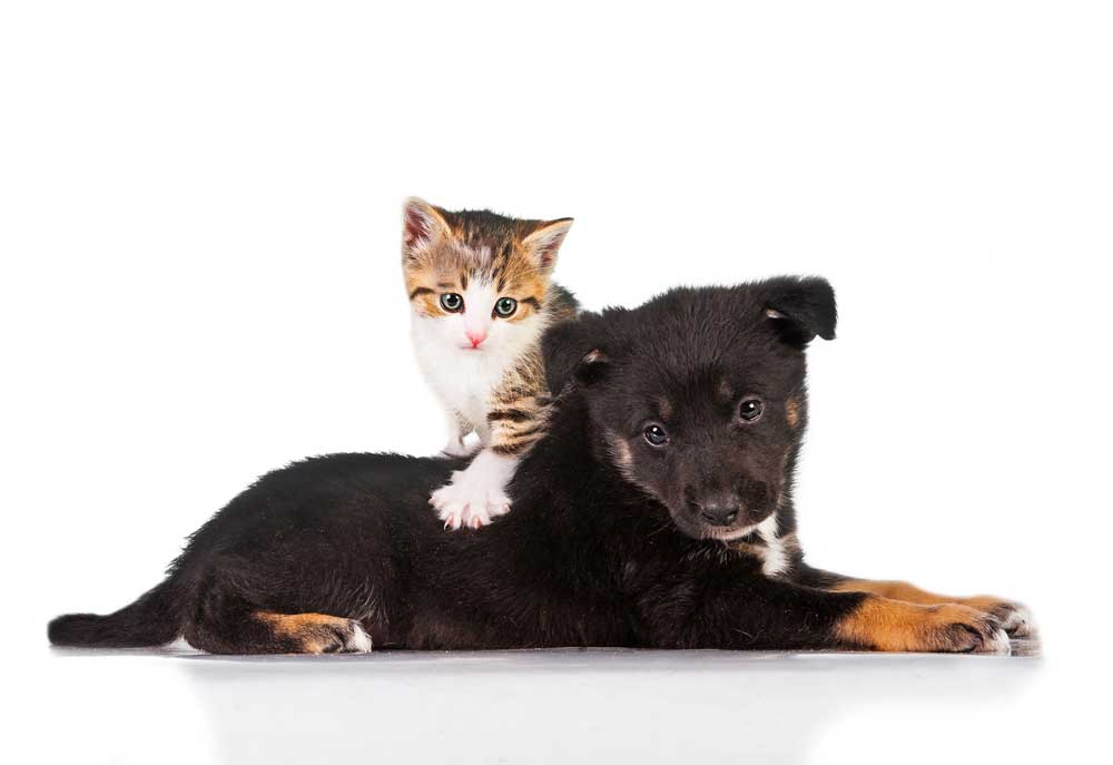 Picture of Puppy and Kitten Isolated on White Background | Dog Photography