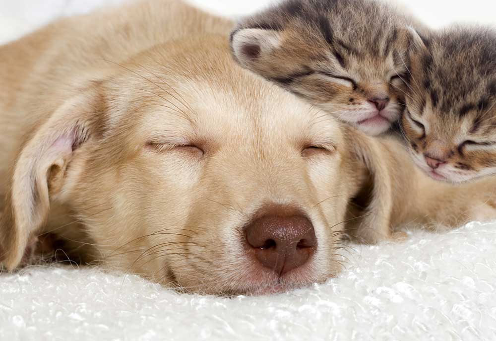 Picture of Puppy Dog and Kittens Sleeping Closeup | Dog Photography