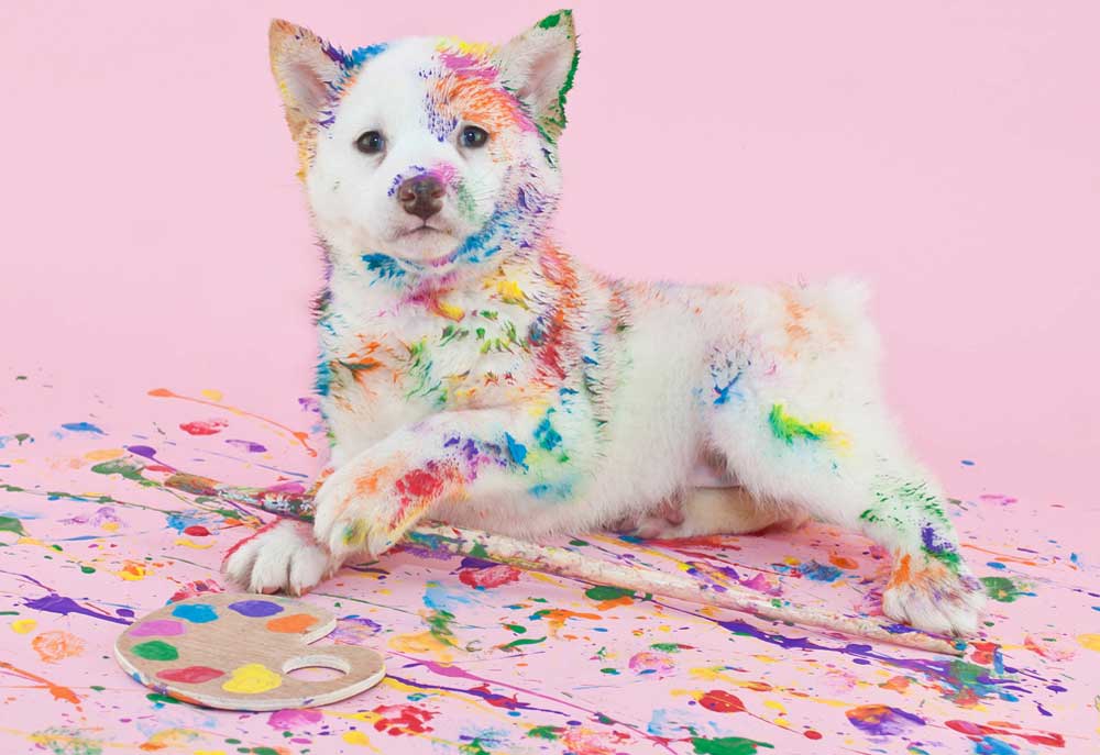 Picture of Puppy Dog Painted with Colors | Dog Studio Photography