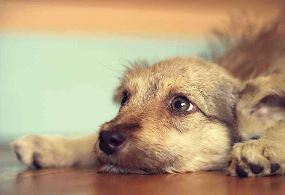 Closeup Photography of Puppy Lying on Floor Waiting | Dog Pictures Images