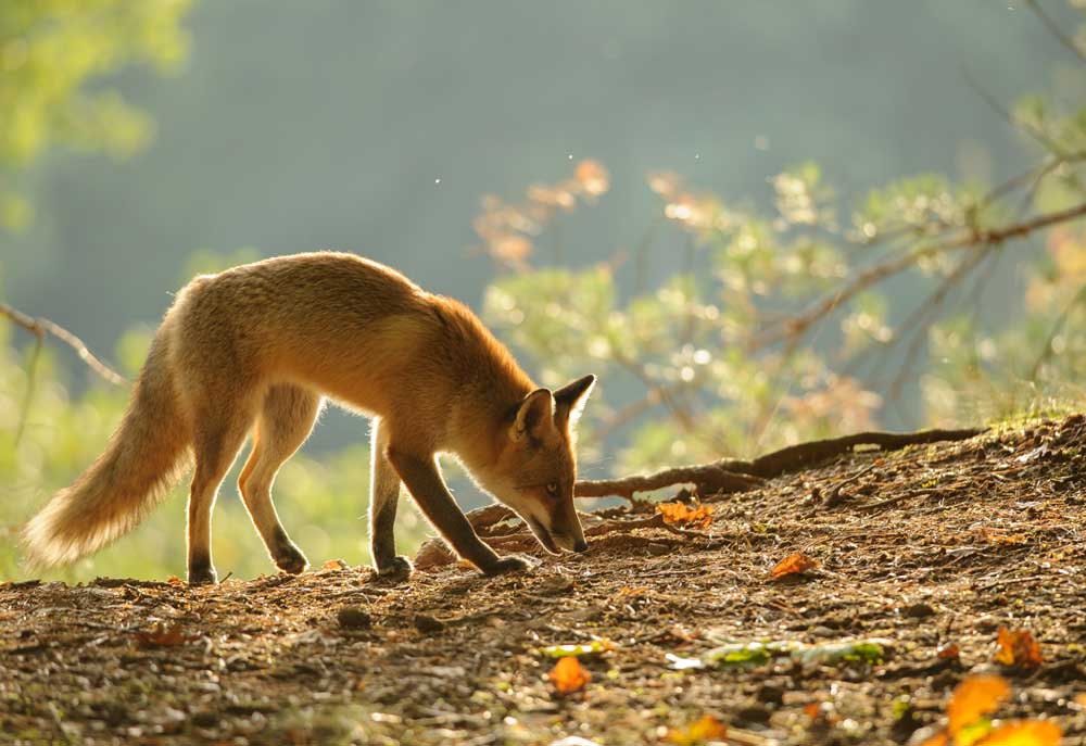 Nature Photography of Red Fox on Autumn Day | Dog Photography