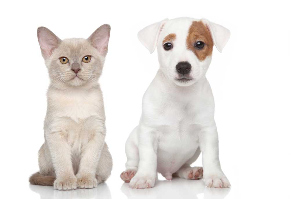 Russell Terrier Puppy and Kitten Isolated on White Background | Stock Studio Photography
