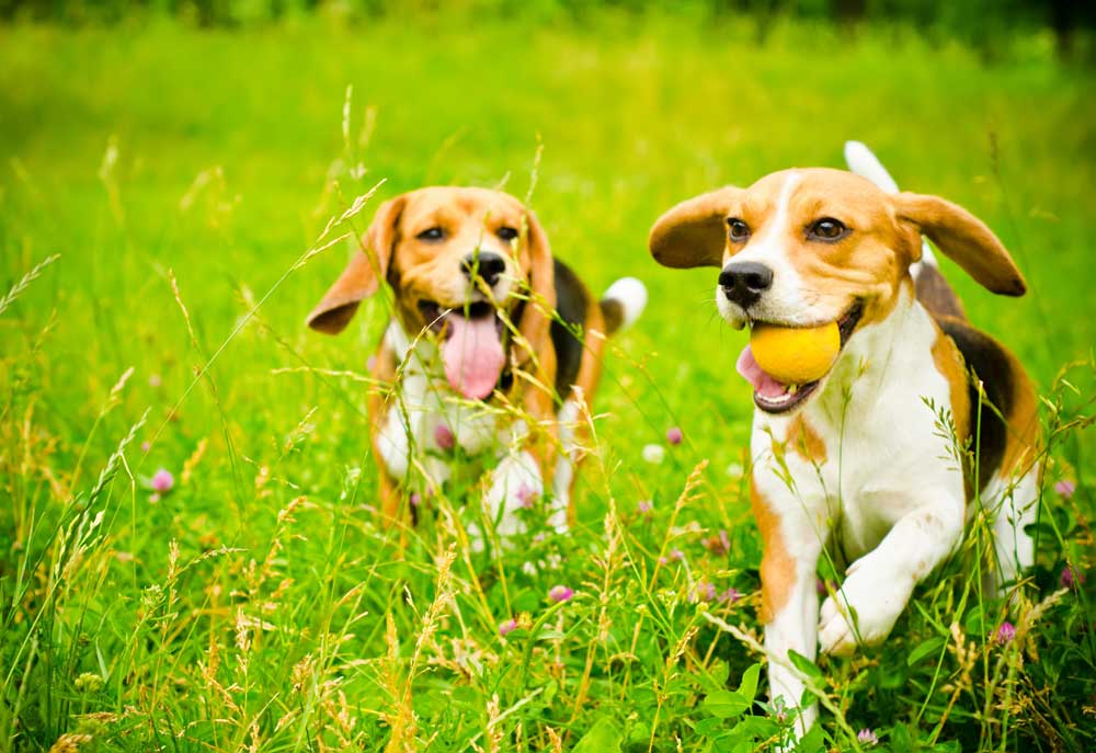 Two Beagle Dogs Playing Fetch in Field | Dog Pictures Images